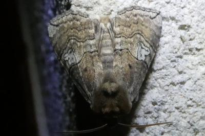 <i>Tethea ocularis</i>