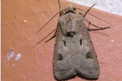 <i>Agrotis exclamationis</i>