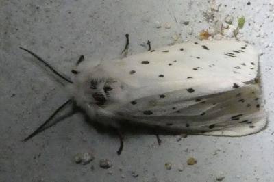 <i>Spilosoma lubricipeda</i>
