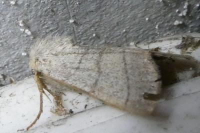 <i>Charanyca trigrammica</i>