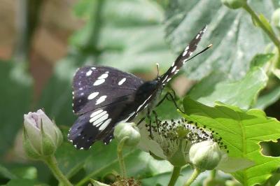 <i>Limenitis reducta</i>