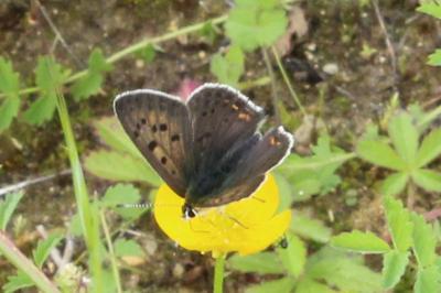 <i>Lycaena tityrus</i>
