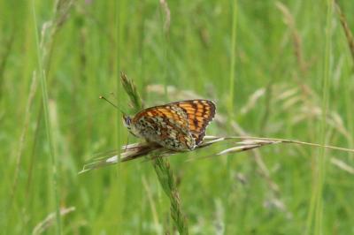 <i>Melitaea phoebe</i>