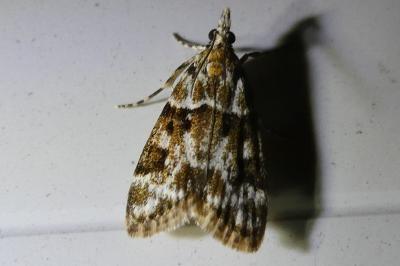 <i>Eudonia delunella</i>