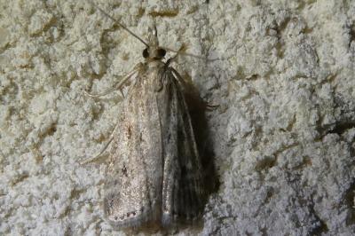 <i>Eudonia pallida</i>