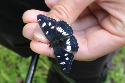 <i>Limenitis reducta</i>