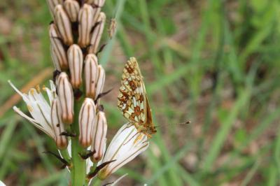 <i>Boloria selene</i>