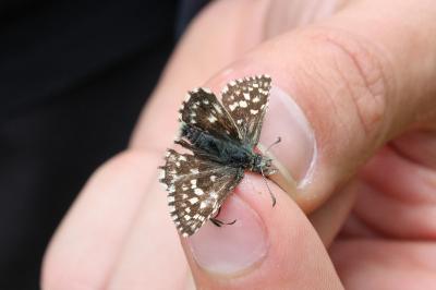 <i>Pyrgus malvae</i>