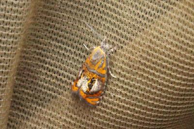 <i>Olethreutes arcuella</i>