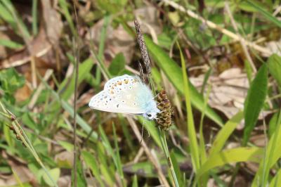 <i>Polyommatus icarus</i>