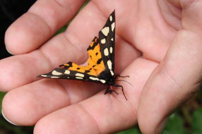 <i>Arctia villica</i>