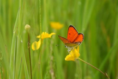 <i>Lycaena dispar</i>