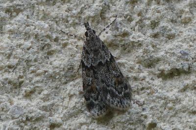 <i>Scoparia</i>