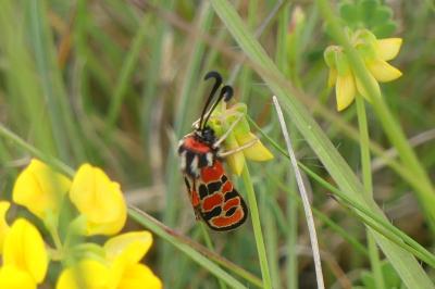 <i>Zygaena fausta</i>