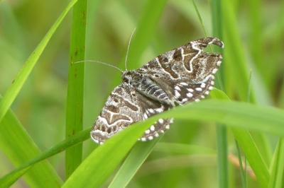 <i>Euclidia mi</i>