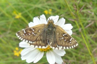 <i>Pyrgus serratulae</i>