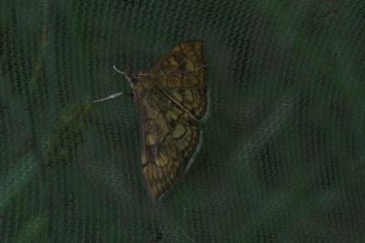 <i>Anania verbascalis</i>