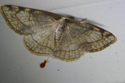 <i>Stegania trimaculata</i>