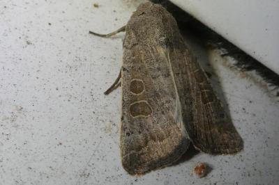 <i>Hoplodrina ambigua</i>