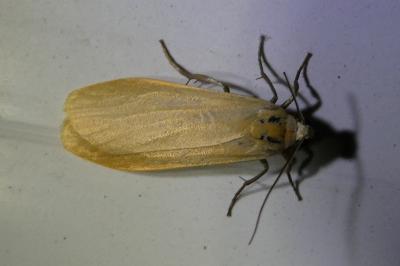 <i>Wittia sororcula</i>