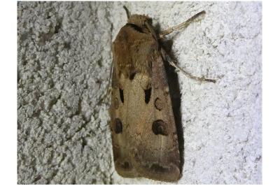 <i>Agrotis exclamationis</i>