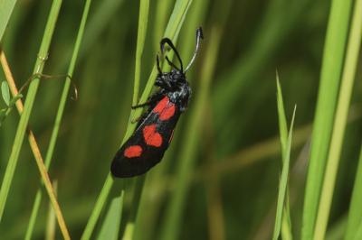 <i>Zygaena trifolii</i>