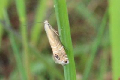 <i>Glyphipterix thrasonella</i>