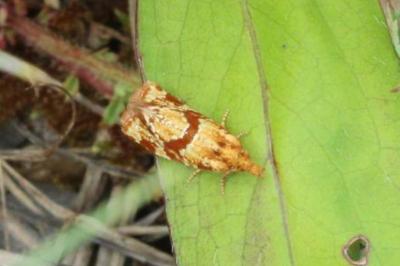 <i>Aethes hartmanniana</i>