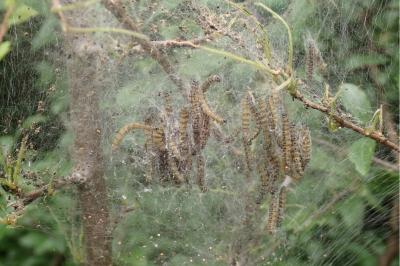 <i>Yponomeuta padella</i>