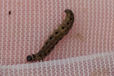 <i>Yponomeuta padella</i>