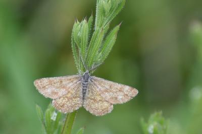 <i>Ematurga atomaria</i>