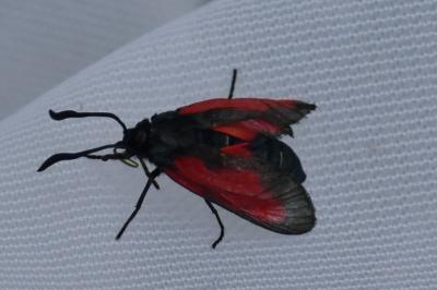 <i>Zygaena trifolii</i>