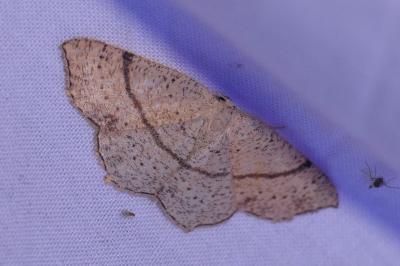 <i>Cyclophora punctaria</i>