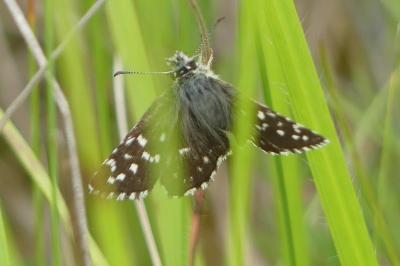 <i>Pyrgus malvae</i>