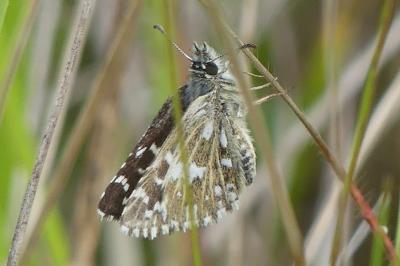 <i>Pyrgus malvae</i>