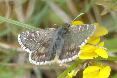 <i>Pyrgus armoricanus</i>