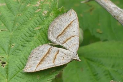 <i>Scotopteryx</i>