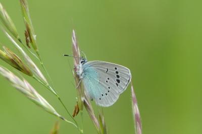 <i>Glaucopsyche alexis</i>