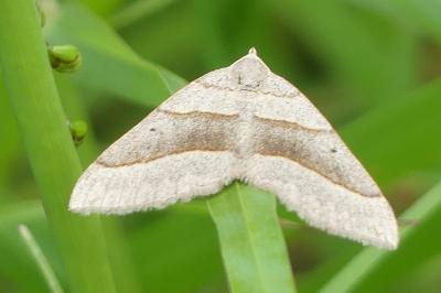 <i>Scotopteryx luridata/mucronata</i>