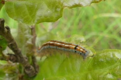 <i>Malacosoma neustria</i>