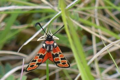 <i>Zygaena fausta</i>