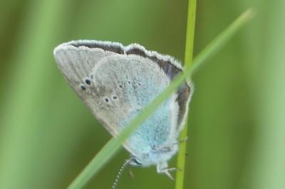 <i>Glaucopsyche alexis</i>