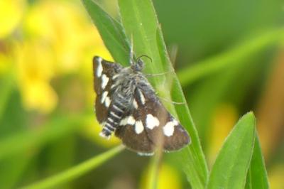<i>Eurrhypis pollinalis</i>