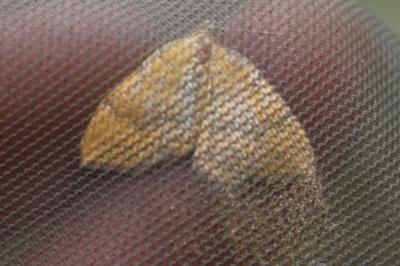 <i>Camptogramma bilineata</i>
