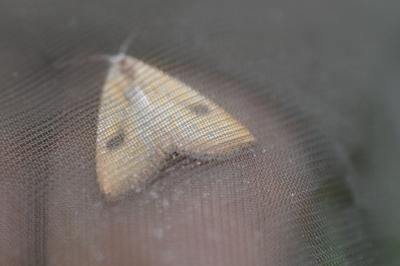 <i>Rivula sericealis</i>