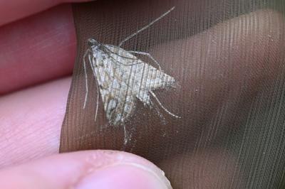 <i>Elophila nymphaeata</i>