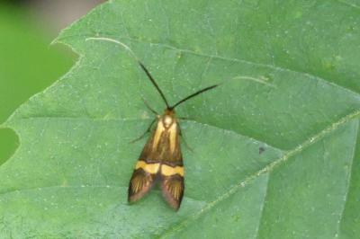 <i>Nemophora degeerella</i>