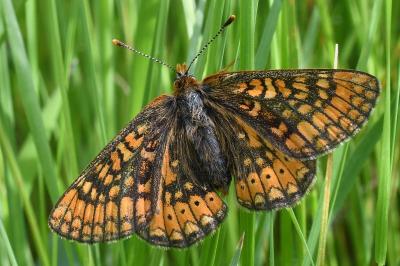 <i>Euphydryas aurinia</i>