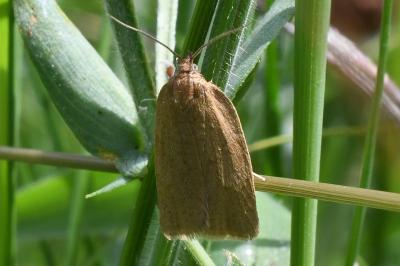 <i>Aphelia viburnana</i>