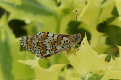 <i>Melitaea cinxia</i>